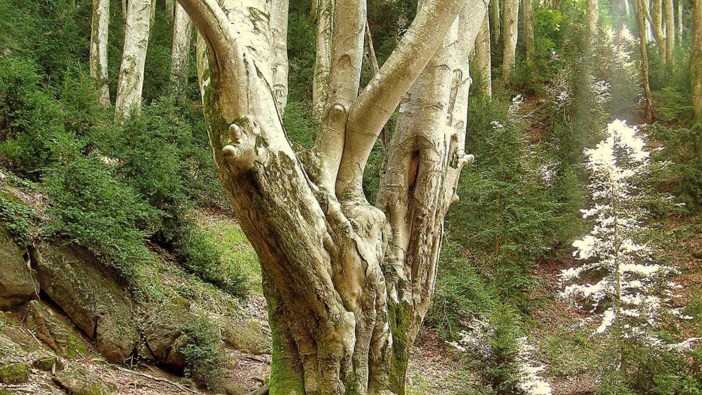 Resultat d'imatges de fageda de la grevolosa - serra dels llancers