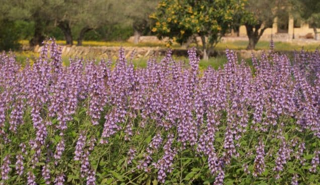 Visites Guiades a Jardins amb el Centre Europeu