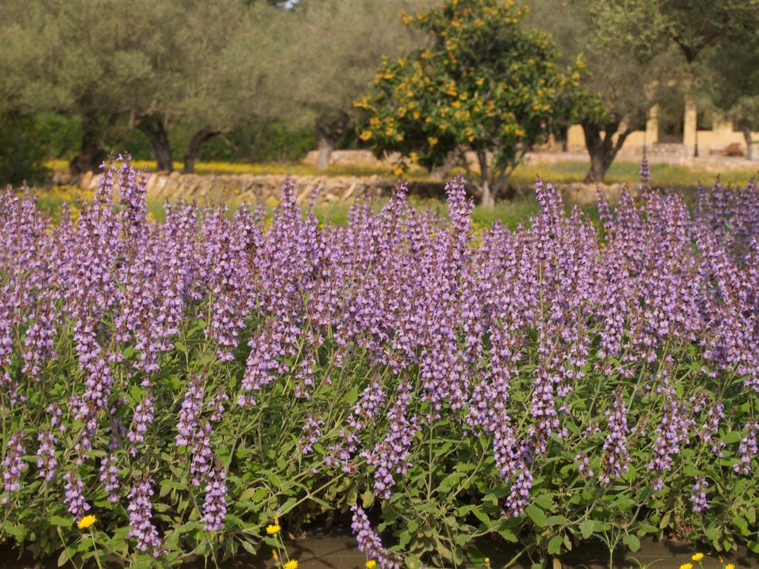 Visites Guiades a Jardins amb el Centre Europeu