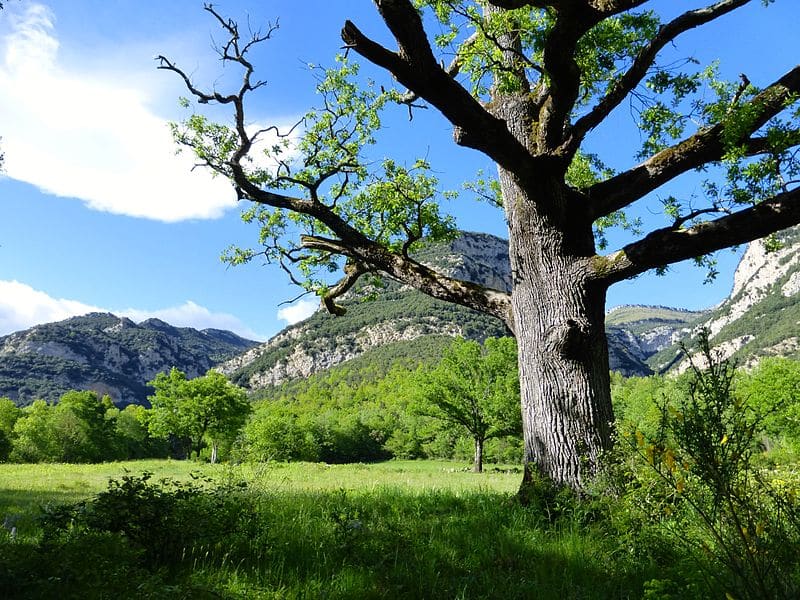 Excursió de Marxa Nòrdica a Oix i la Vall d