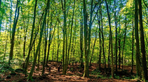 Marxa Nòrdica Fageda d'en Jordà