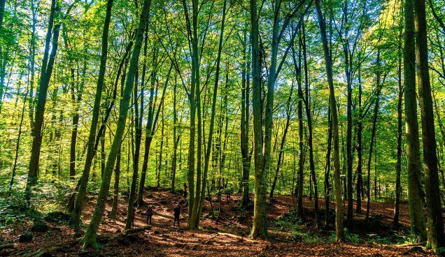 Marxa Nòrdica Fageda d'en Jordà