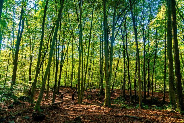 Fageda d'en Jordà i la Garrotxa