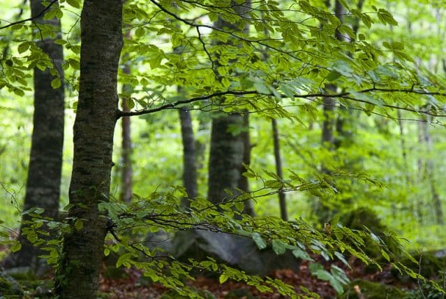 Fageda d'en Jordà 